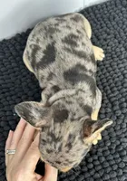 SALE! Nani, a female French Bulldog for sale in Orange City, IA – 3 of 5