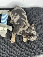 SALE! Stitch, a male French Bulldog for sale in Orange City, IA – 2 of 5