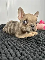 Penny, a female French Bulldog for sale in Orange City, IA – 4 of 5