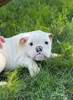 Debbie, a female English Bulldog for sale in Orange City, IA – 4 of 6