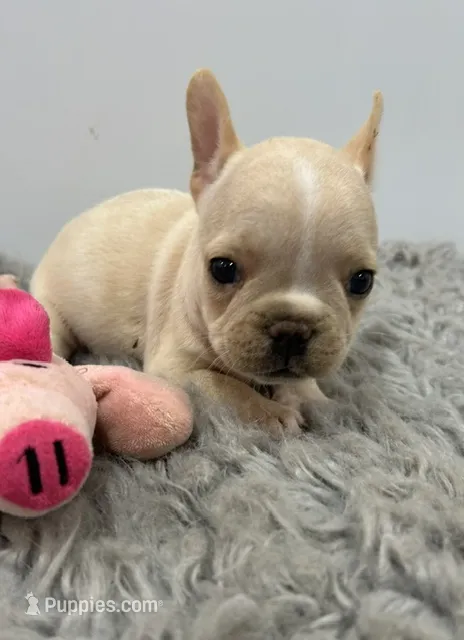 Lily – French Bulldog puppy for sale in Orange City, IA