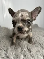 Linnie, a female French Bulldog for sale in Orange City, IA – 2 of 5
