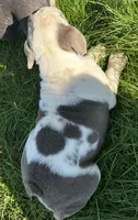 Callie, a female English Bulldog for sale in Orange City, IA – 3 of 4