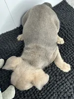 Pedro, a male French Bulldog for sale in Orange City, IA – 3 of 4