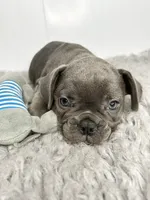 Billy, a male French Bulldog for sale in Orange City, IA – 2 of 5