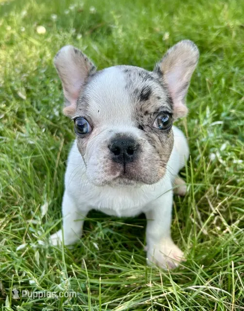 SALE! Lenny – French Bulldog puppy for sale in Orange City, IA