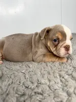 Thor, a male English Bulldog for sale in Orange City, IA – 4 of 5