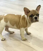 SALE! Lilo, a female French Bulldog for sale in Orange City, IA – 1 of 9