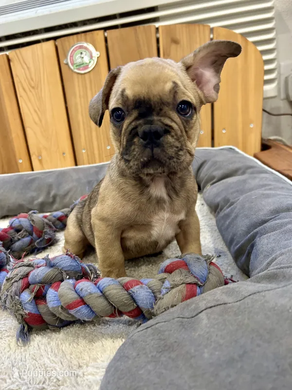 Marty – French Bulldog puppy for sale in Orange City, IA