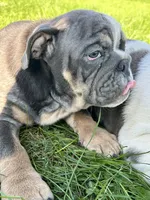SALE! Sonny, a male English Bulldog for sale in Orange City, IA – 2 of 7