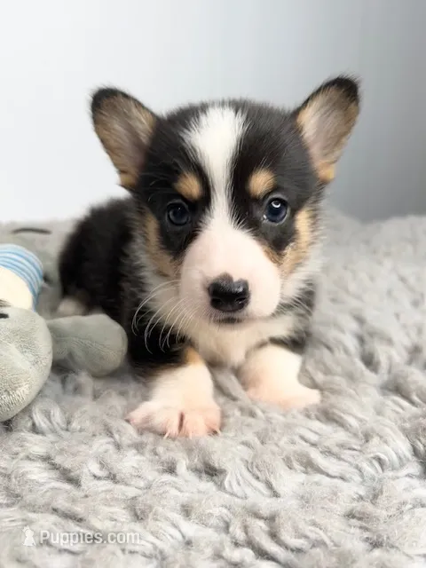 Greg – Pembroke Welsh Corgi puppy for sale in Orange City, IA