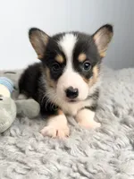 Greg, a female Pembroke Welsh Corgi for sale in Orange City, IA – 1 of 4