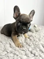 Groot, a male French Bulldog for sale in Orange City, IA – 1 of 4