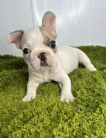 Jack, a male French Bulldog for sale in Orange City, IA – 4 of 5