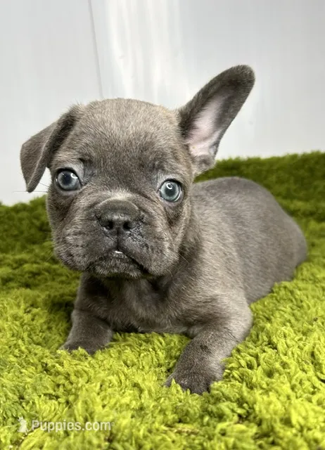 Liam – French Bulldog puppy for sale in Orange City, IA