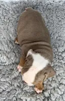 Laney, a female English Bulldog for sale in Orange City, IA – 3 of 5