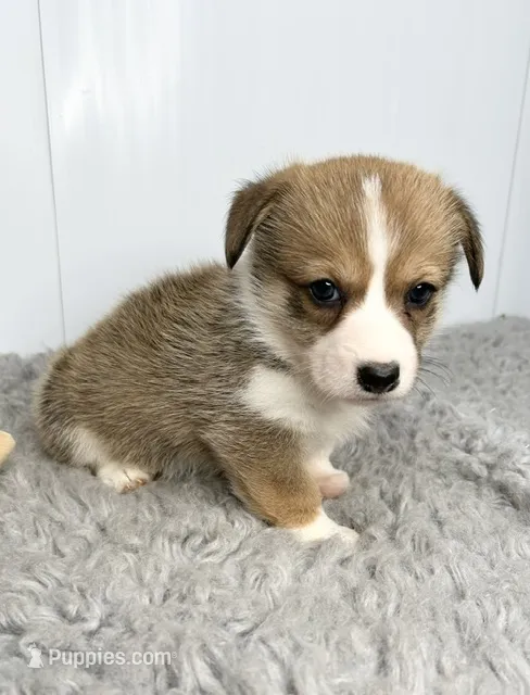 Cindy – Pembroke Welsh Corgi puppy for sale in Orange City, IA