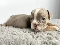 Loki, a male English Bulldog for sale in Orange City, IA – 5 of 5