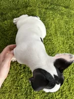 Mel, a female French Bulldog for sale in Orange City, IA – 4 of 5