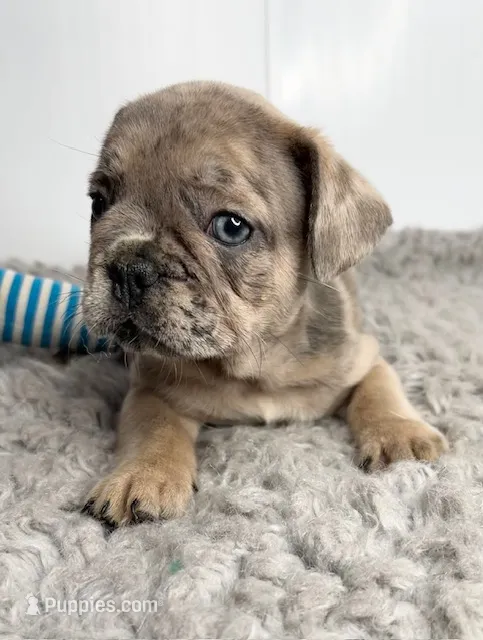Leo – French Bulldog puppy for sale in Orange City, IA