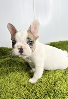 Cosmo, a male French Bulldog for sale in Orange City, IA – 2 of 5