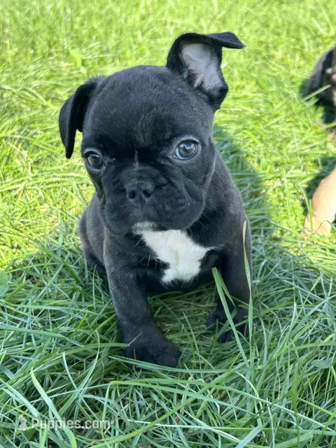 Jimmy – French Bulldog puppy for sale in Orange City, IA