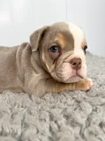 Thor, a male English Bulldog for sale in Orange City, IA – 1 of 5