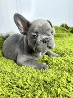 Willem, a male French Bulldog for sale in Orange City, IA – 4 of 5