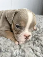 Loki, a male English Bulldog for sale in Orange City, IA – 4 of 5
