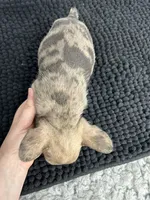 Penny, a female French Bulldog for sale in Orange City, IA – 5 of 5