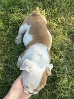 Benny, a male English Bulldog for sale in Orange City, IA – 2 of 4