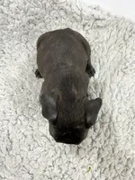 Jimmy, a male French Bulldog for sale in Orange City, IA – 2 of 4