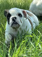 Patricia, a female English Bulldog for sale in Orange City, IA – 2 of 6