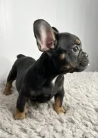 Dobie, a male French Bulldog for sale in Orange City, IA – 4 of 4