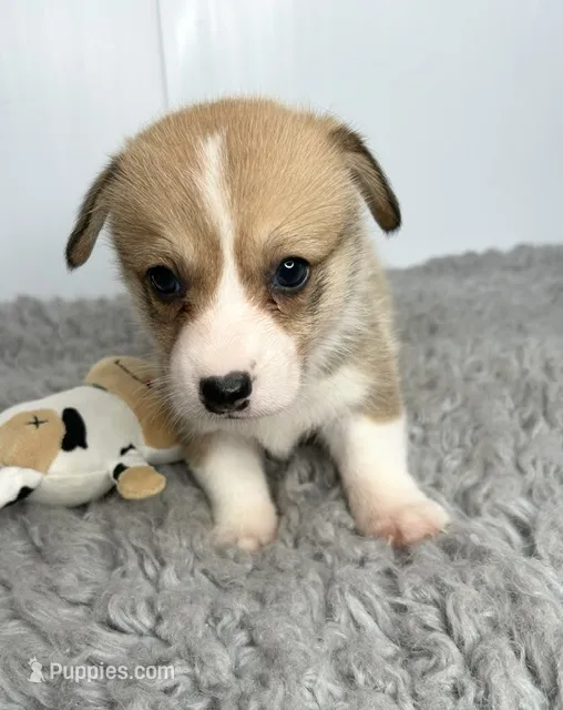 Alice – Pembroke Welsh Corgi puppy for sale in Orange City, IA