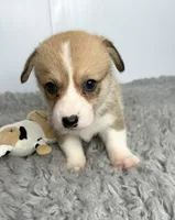 Alice, a female Pembroke Welsh Corgi for sale in Orange City, IA – 1 of 4
