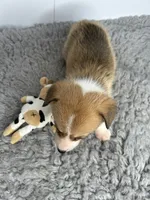 Alice, a female Pembroke Welsh Corgi for sale in Orange City, IA – 4 of 4