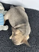 Pablo, a male French Bulldog for sale in Orange City, IA – 5 of 5