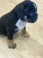 Layla, a female English Bulldog for sale in Orange City, IA – 4 of 4