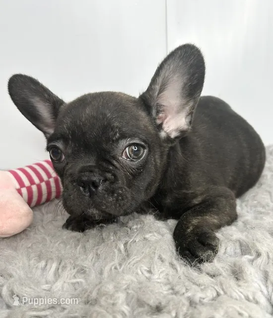 SALE! Juliet – French Bulldog puppy for sale in Orange City, IA