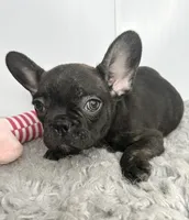 SALE! Juliet, a female French Bulldog for sale in Orange City, IA – 1 of 4