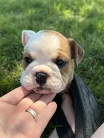 Chloe, a female English Bulldog for sale in Orange City, IA – 2 of 3