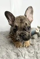 Rocket, a male French Bulldog for sale in Orange City, IA – 4 of 4