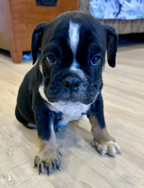 Layla – English Bulldog puppy for sale in Orange City, IA