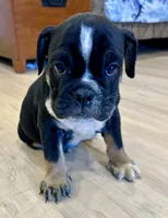 Layla, a female English Bulldog for sale in Orange City, IA – 1 of 4