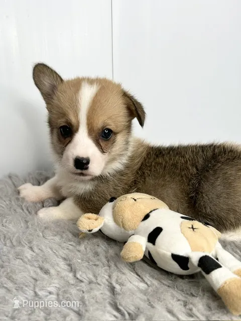 Janice – Pembroke Welsh Corgi puppy for sale in Orange City, IA