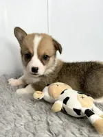 Janice, a female Pembroke Welsh Corgi for sale in Orange City, IA – 1 of 4