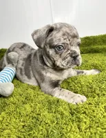 Clay, a male French Bulldog for sale in Orange City, IA – 5 of 5