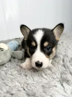 Greg, a female Pembroke Welsh Corgi for sale in Orange City, IA – 4 of 4