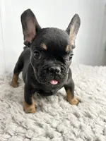 Dobie, a male French Bulldog for sale in Orange City, IA – 3 of 4